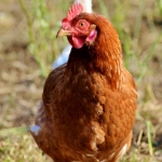 Image de Poule Pondeuse Brune Fermière à queue blanche/noire