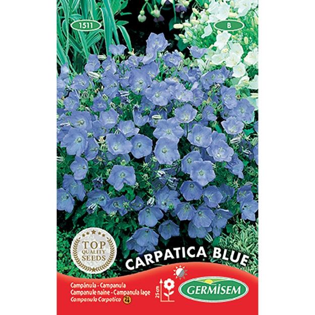 Image de Graines de campanule des carpates naine bleue