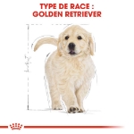 Image de BHN Golden Retr. Puppy 3kg