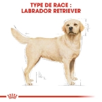 Image de BHN Labrador Retriever Ad 3kg