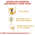 Image de BHN Labrador Retriever Ad 3kg