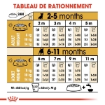 Image de BHN French Bulldog Puppy 10kg