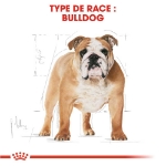 Image de BHN English Bulldog Ad 3kg