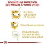 Image de BHN Dachshund Adult 1,5kg