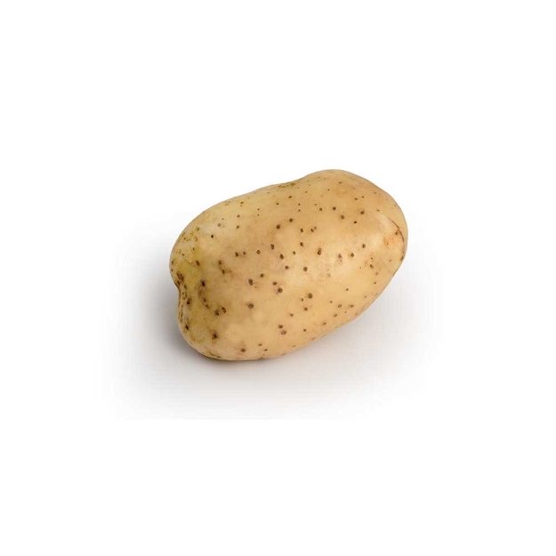 Image de Plant Otolia Fr 28/35 1.5kg.