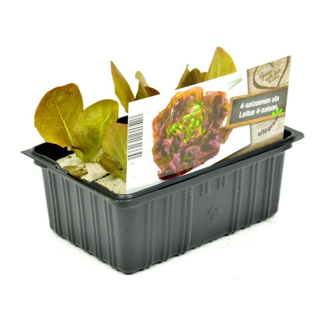 Image de Salade quatre-saisons barquette 6 pièces