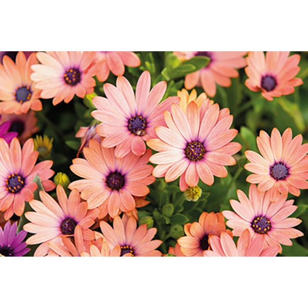 Image de Paillasson déco 40x60cm Des fleurs