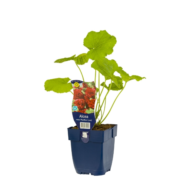 Image de Alcea rosea 'Pleniflora' Rood - pot de 11 cm.