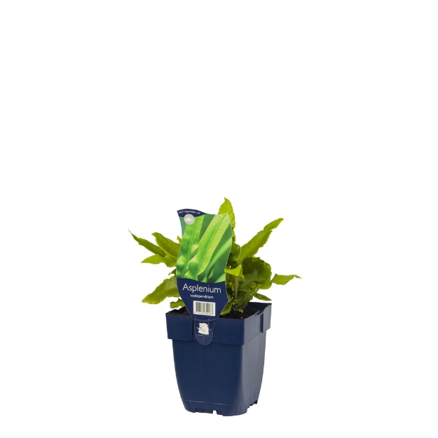 Image de Asplenium scolopendrium - pot de 11 cm.