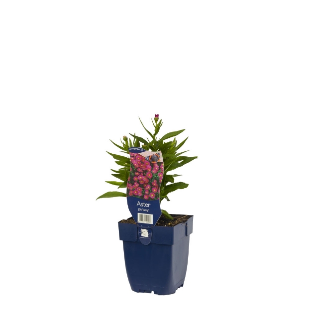 Image de Aster (D) 'Jenny' - pot de 11 cm.