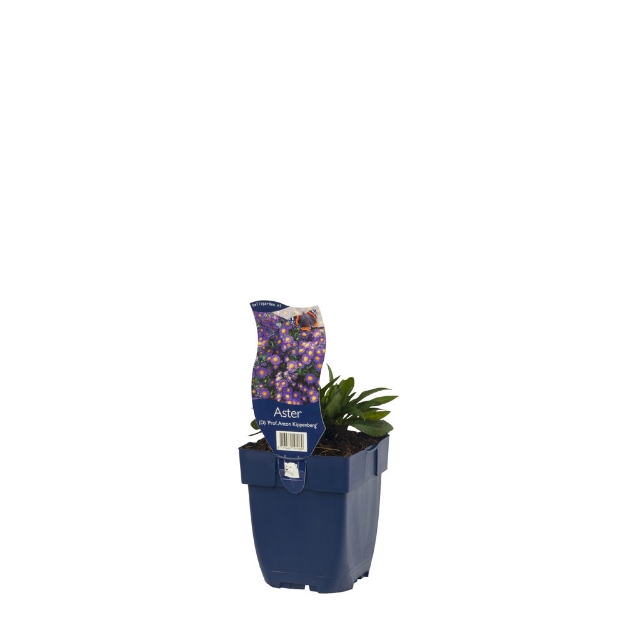 Image de Aster (D) 'Pr. A. Kippenberg' - pot de 11 cm.