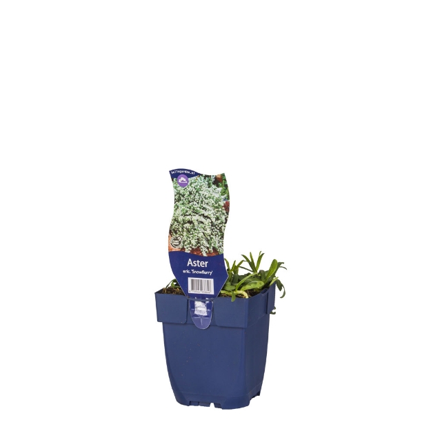 Image de Aster eric. 'Snowflurry' - pot de 11 cm.