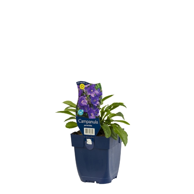 Image de Campanula persicifolia - pot de 11 cm.