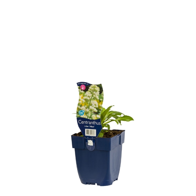 Image de Centranthus ruber 'Albus' - pot de 11 cm.