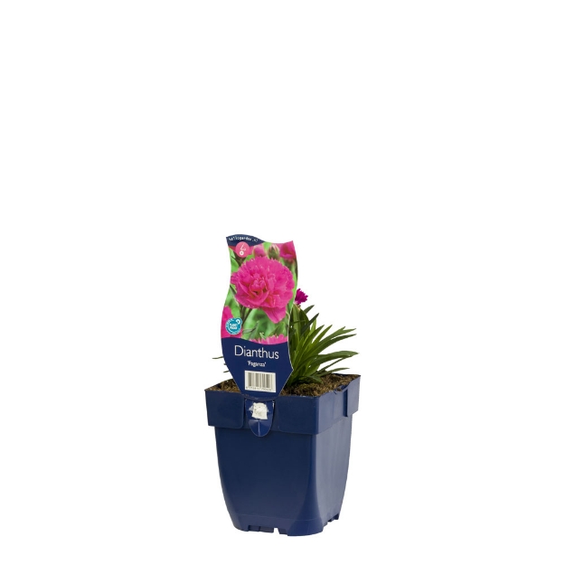 Image de Dianthus 'Faganza' - pot de 11 cm.