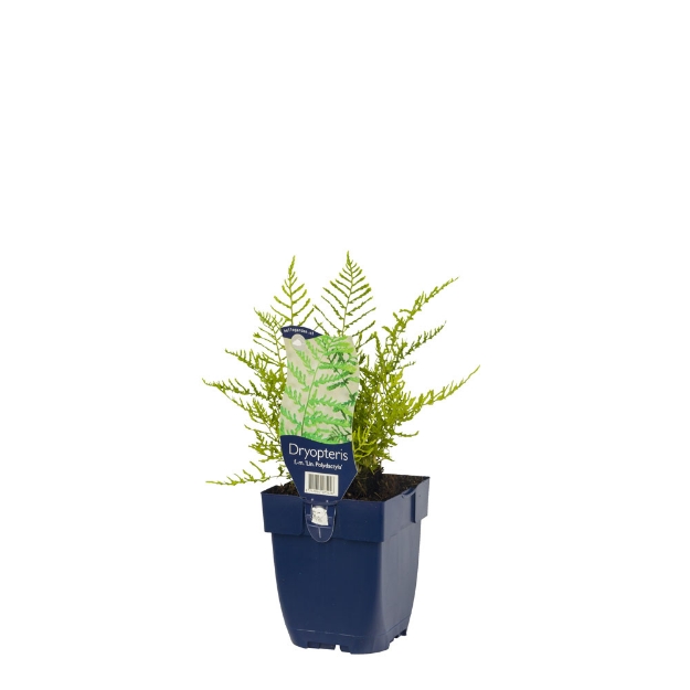 Image de Dryopteris f.-m. 'Lin. Polydactyla' - pot de 11 cm.