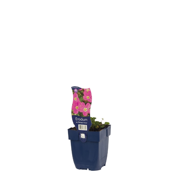 Image de Erodium var. 'Bishop's Form' - pot de 11 cm.