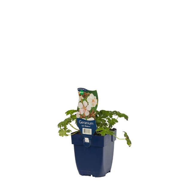 Image de Geranium cant. 'Biokovo' - pot de 11 cm.