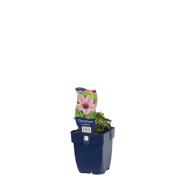 Image de Geranium cin. 'Ballerina' - pot de 11 cm.
