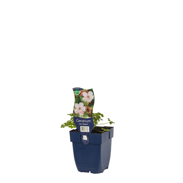 Image de Geranium macr. 'Spessart' - pot de 11 cm.