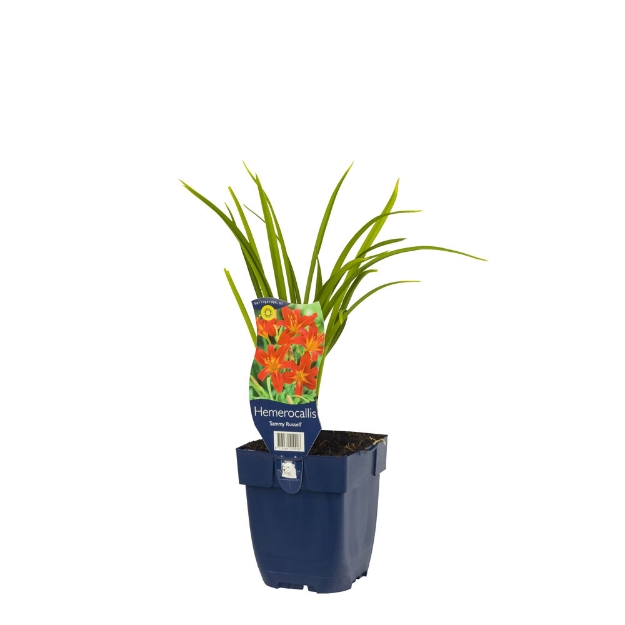 Image de Hemerocallis 'Sammy Russell' - pot de 11 cm.