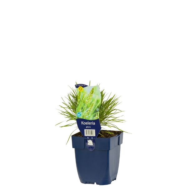 Image de Koeleria glauca - pot de 11 cm.