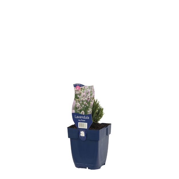 Image de Lavandula ang. 'Rosea' - pot de 11 cm.