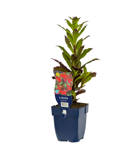 Image de Lobelia sp. 'Fan Red' - pot de 11 cm.
