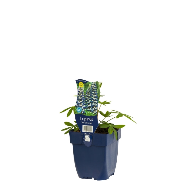 Image de Lupinus 'The Governor' - pot de 11 cm.
