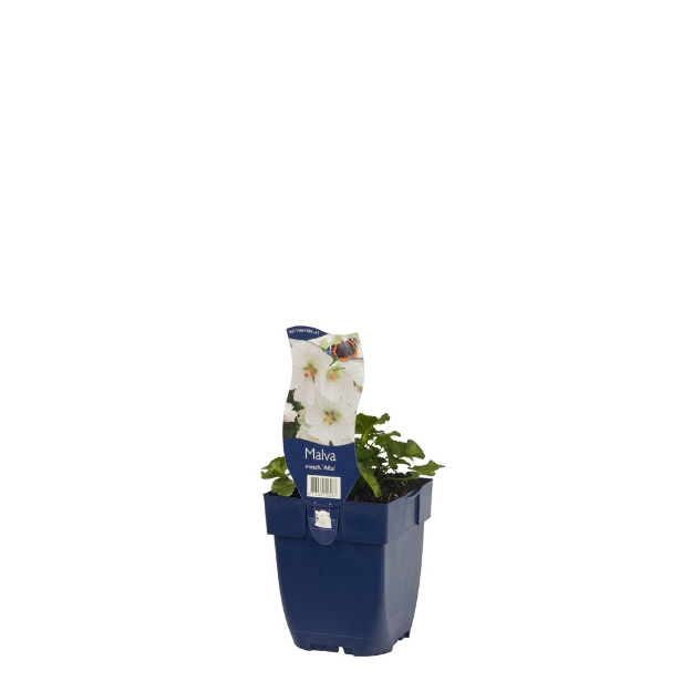 Image de Malva moschata 'Alba' - pot de 11 cm.
