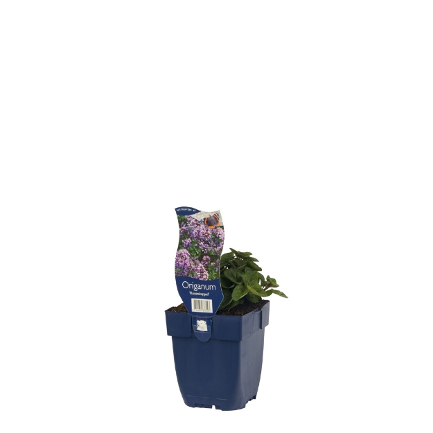 Image de Origanum 'Rosenkuppel' - pot de 11 cm.