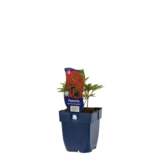 Image de Paeonia (LD) 'Karl Rosenfield' - pot de 11 cm.