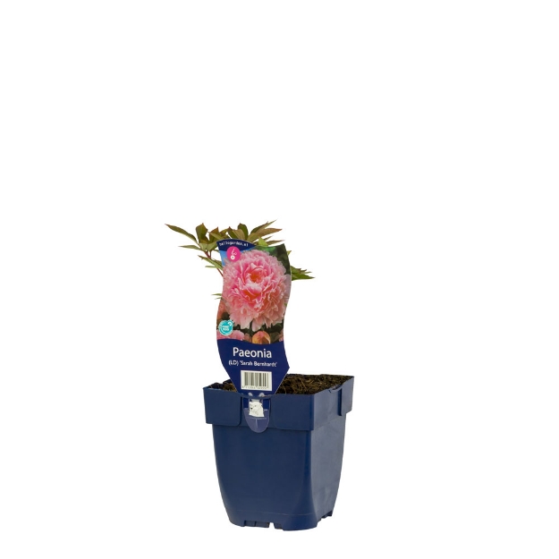 Image de Paeonia (LD) 'Sarah Bernhardt' - pot de 11 cm.