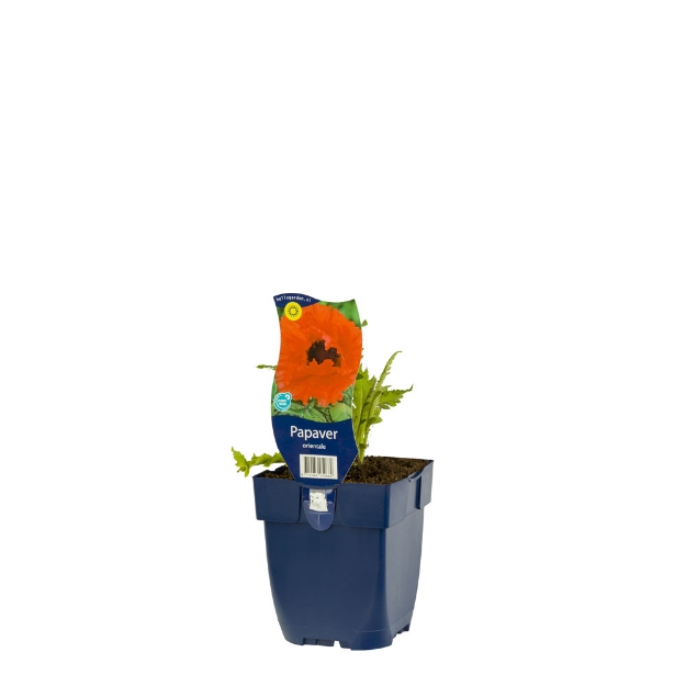 Image de Papaver orientale - pot de 11 cm.
