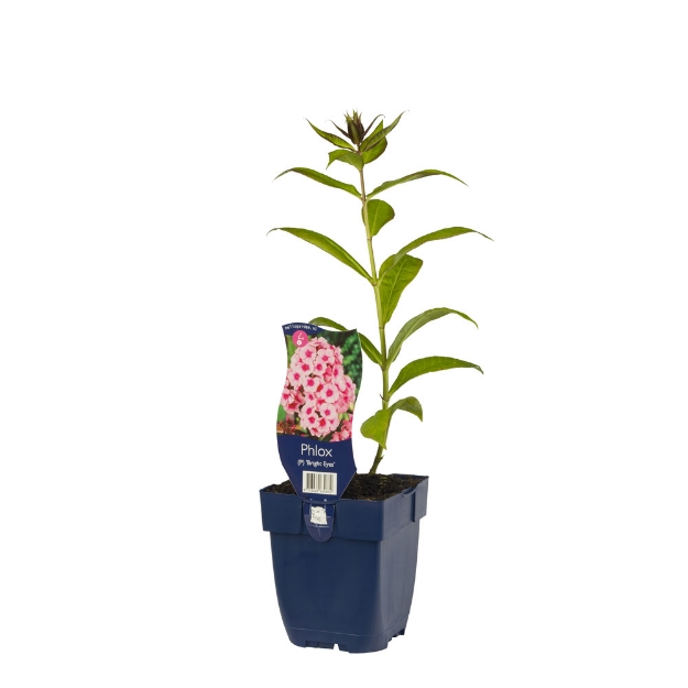 Image de Phlox (P) 'Bright Eyes' - pot de 11 cm.