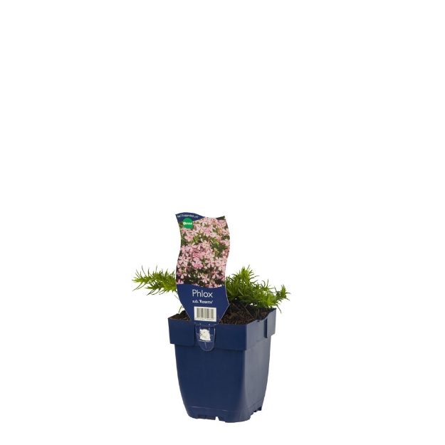 Image de Phlox (S) 'Rosette' - pot de 11 cm.
