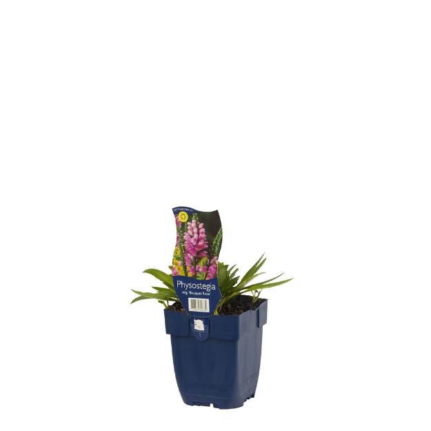 Image de Physostegia virg. 'Bouquet Rose' - pot de 11 cm.