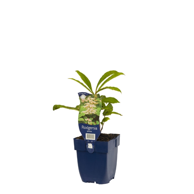 Image de Rodgersia pinnata - pot de 11 cm.