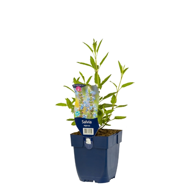 Image de Salvia uliginosa - pot de 11 cm.