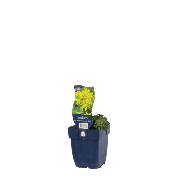 Image de Sedum f. 'Weihenstephaner Gold' - pot de 11 cm.