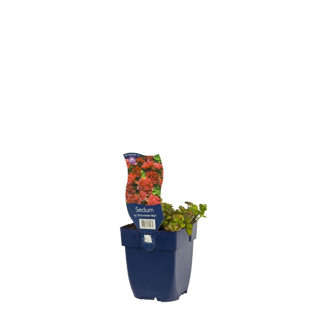 Image de Sedum spur. 'Schorbuser Blut' - pot de 11 cm.