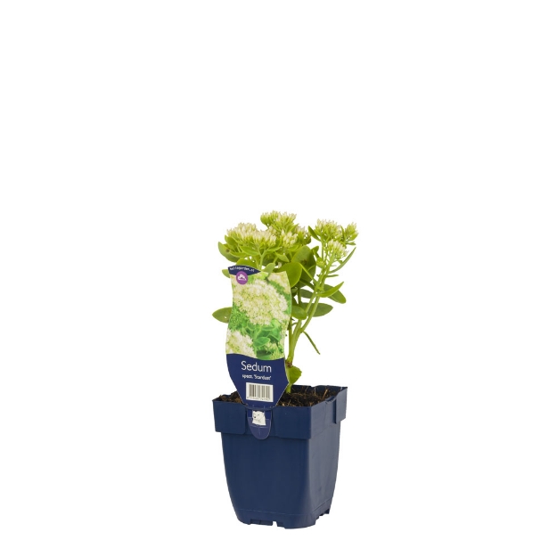 Image de Sedum spectabile 'Star Dust' - pot de 11 cm.