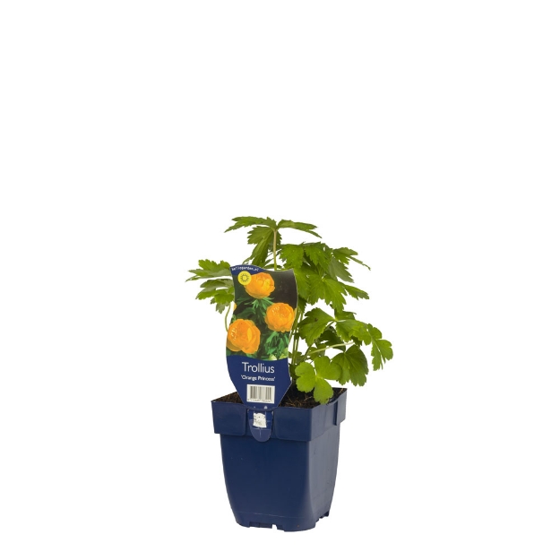 Image de Trollius 'Orange Princess' - pot de 11 cm.