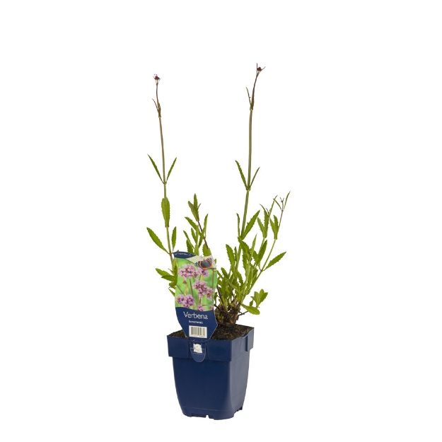 Image de Verbena bonariensis - pot de 11 cm.