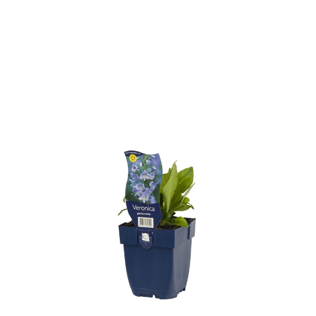 Image de Veronica gentianoides - pot de 11 cm.