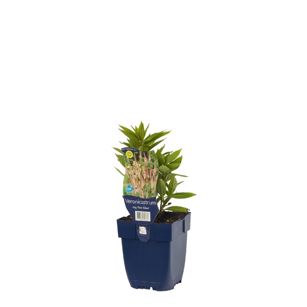 Image de Veronicastrum virg. 'Pink Glow' - pot de 11 cm.