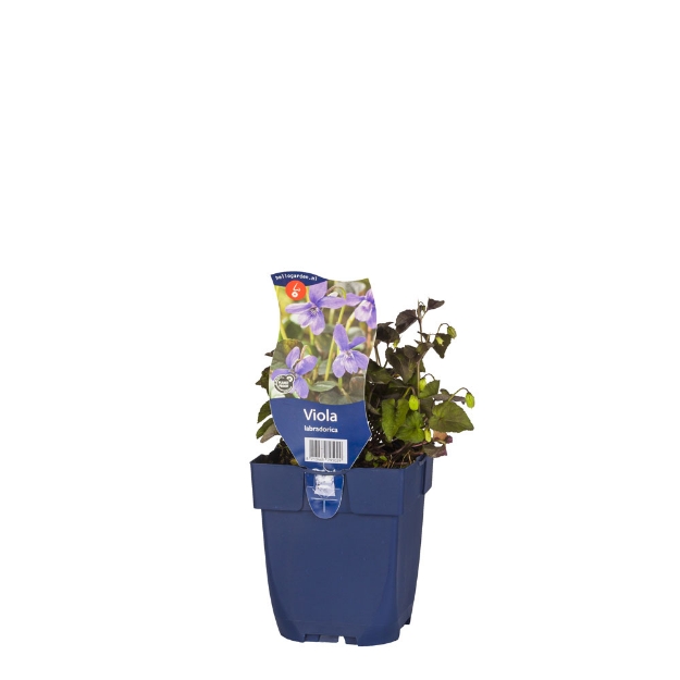 Image de Viola labradorica - pot de 11 cm.