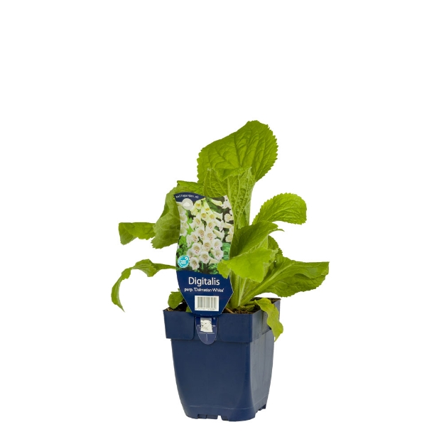 Image de Digitalis purp. 'Dalmatian White' - pot de 11 cm.