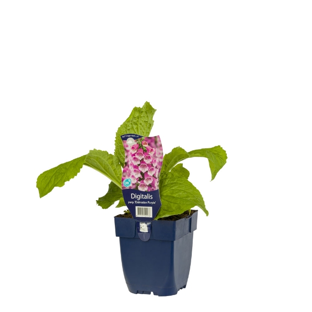 Image de Digitalis purp. 'Dalmatian Purple' - pot de 11 cm.