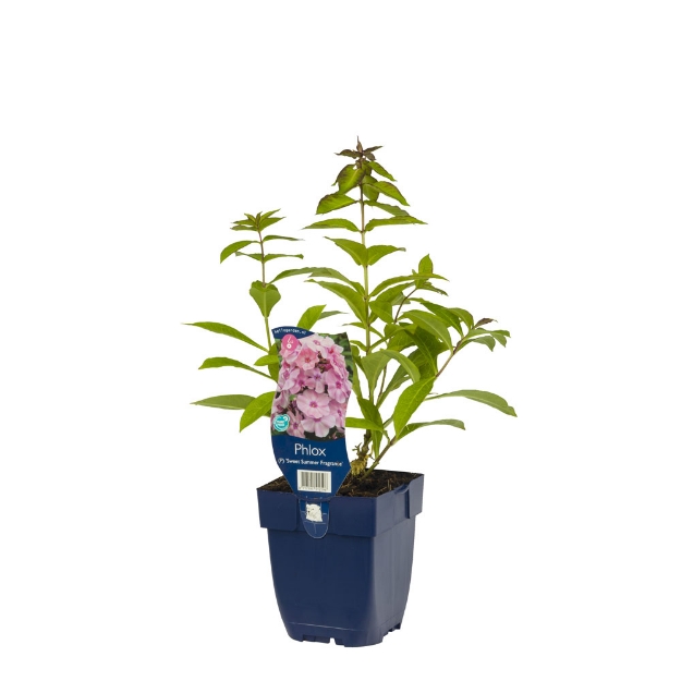 Image de Phlox (P) 'Sw. Summer Fragrance' - pot de 11 cm.